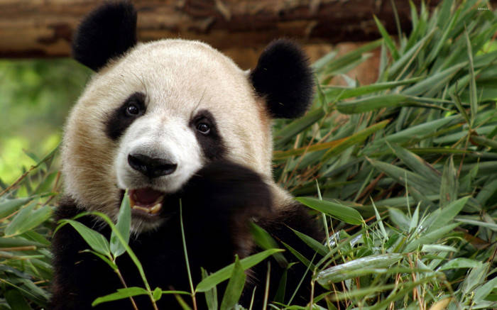 Beautiful Panda Gnawing Plants Wallpaper