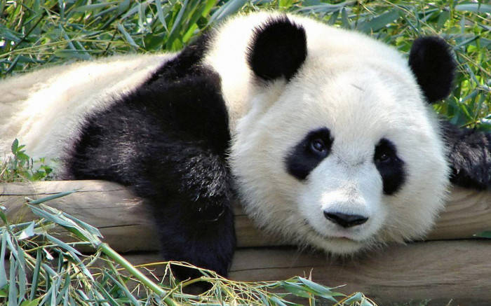 Beautiful Panda Resting On Logs Wallpaper