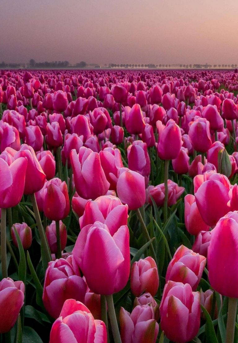 Beautiful Pink Tulip Garden Displayed On Ipad 2021 Screen Wallpaper
