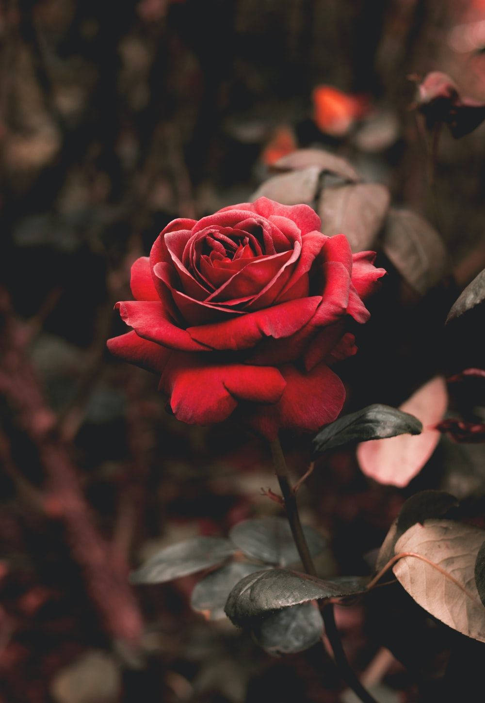 Beautiful Rose Aesthetic Wallpaper