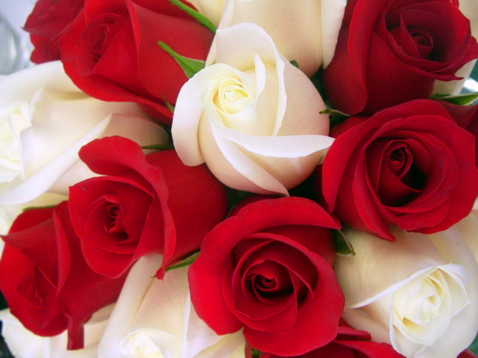 Beautiful Rose Flower Bouquet Wallpaper