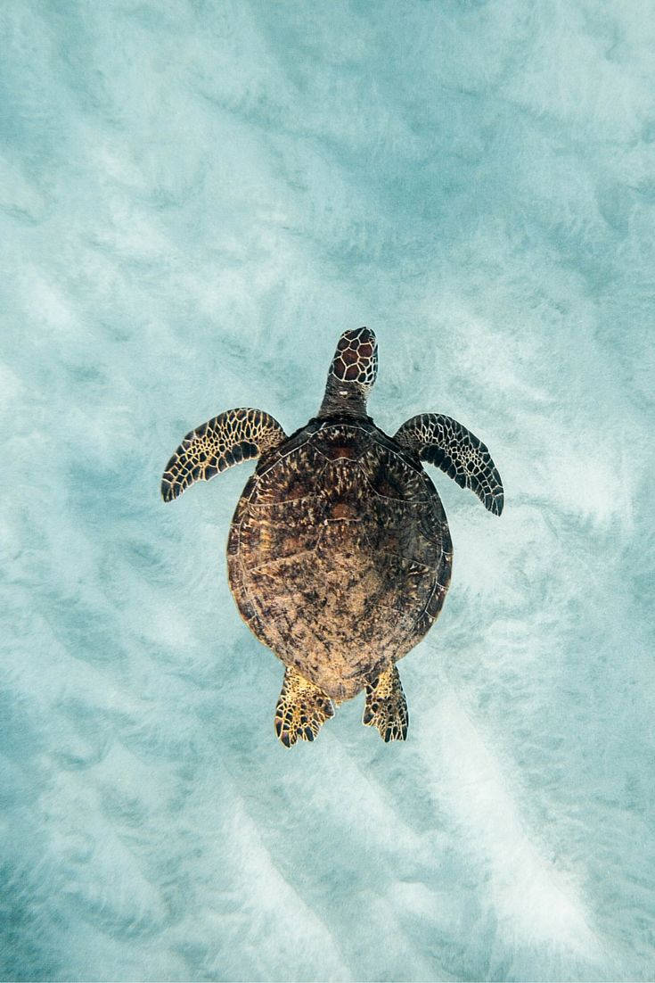 Beautiful Sea Turtle In The Deep Blue Sea Wallpaper