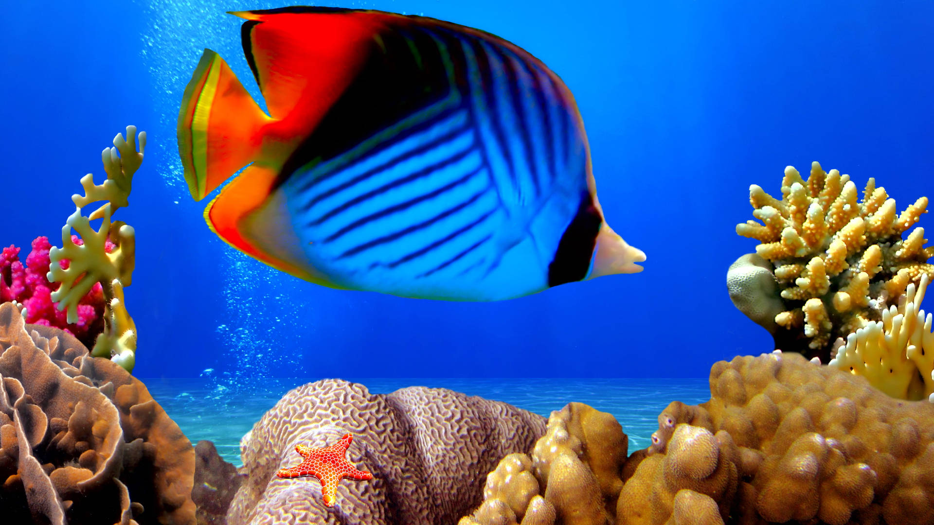 Beautiful Tropical Fish Wallpaper