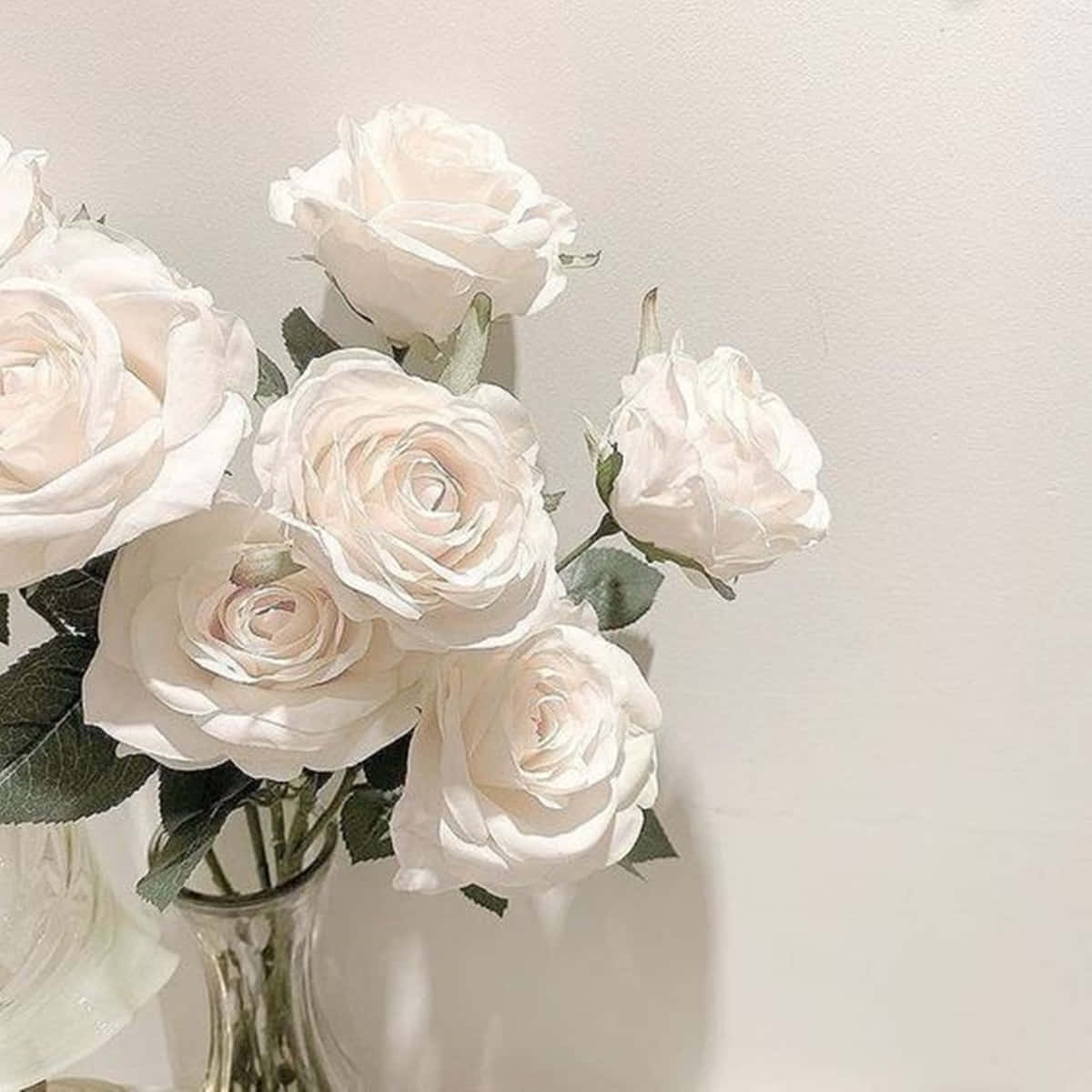 Beautiful White Rose Blossom Standing In A Garden On A Lovely Warm Day Wallpaper