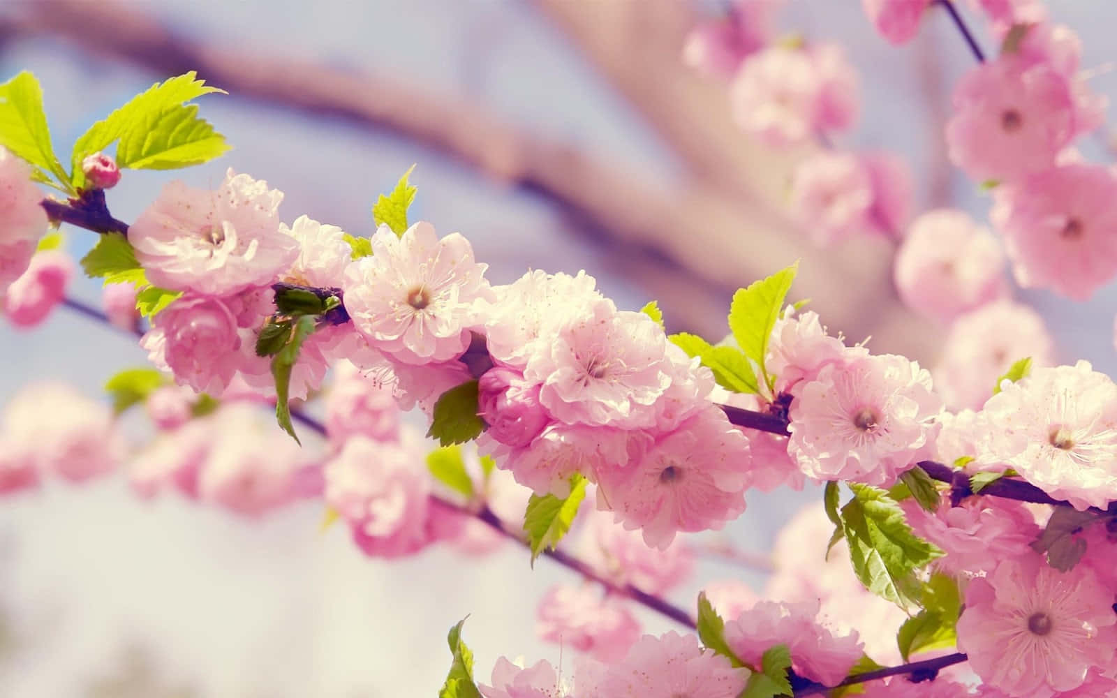 Beautiful Wildflowers Blooming In A Meadow Wallpaper