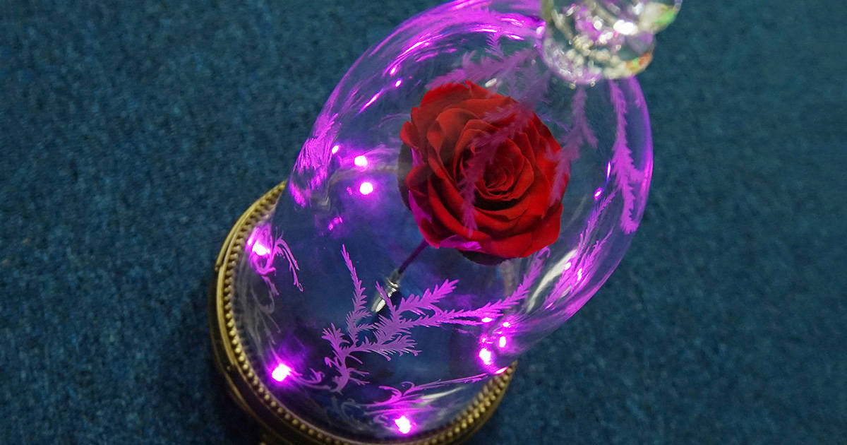 Beauty And The Beast Rose Pink Lights Wallpaper