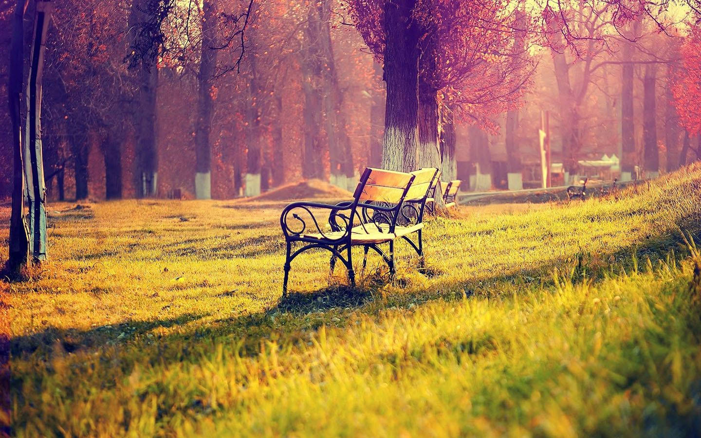 Bench In The Morning Wallpaper