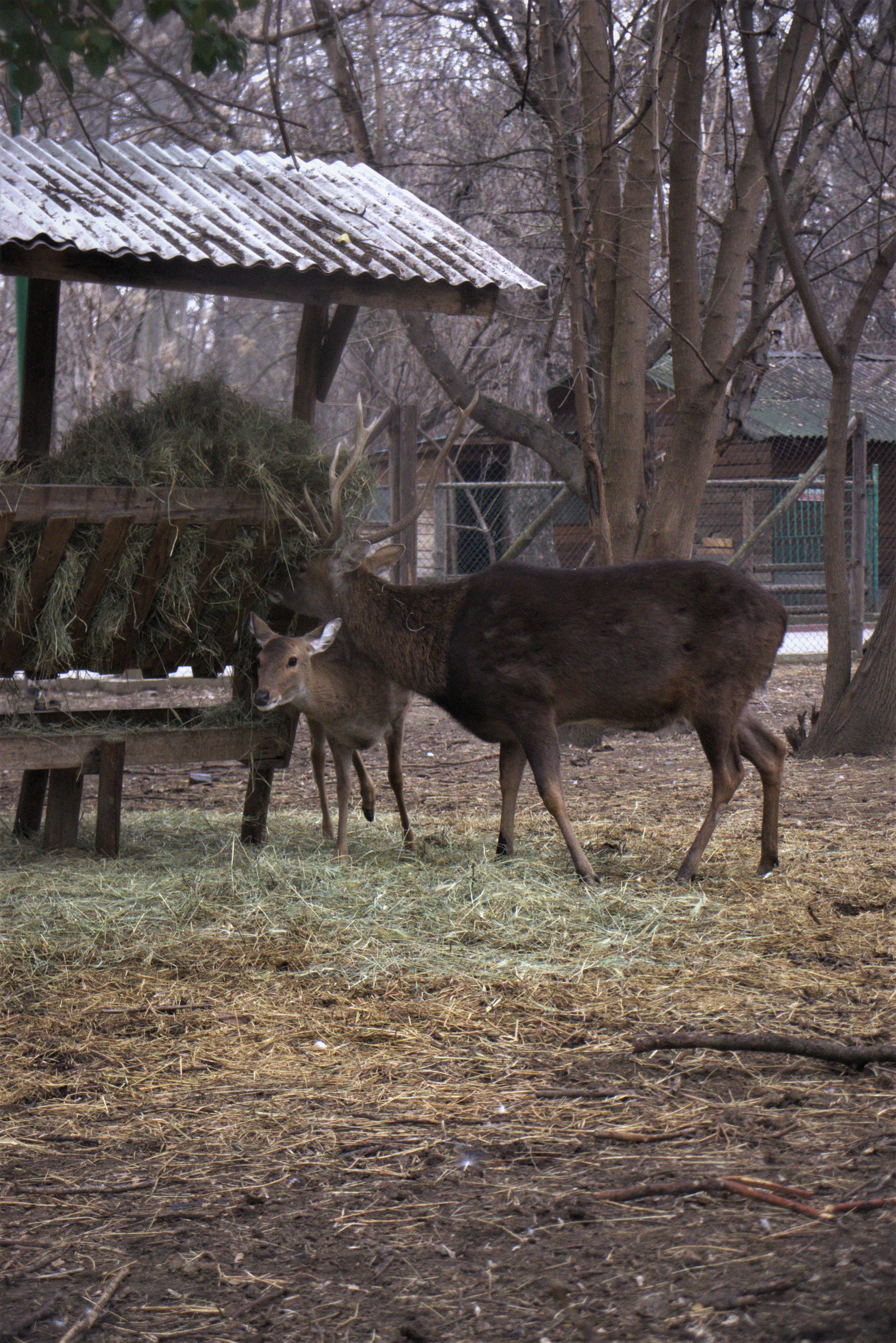 Big Buck And Fawn In The Zoo Wallpaper