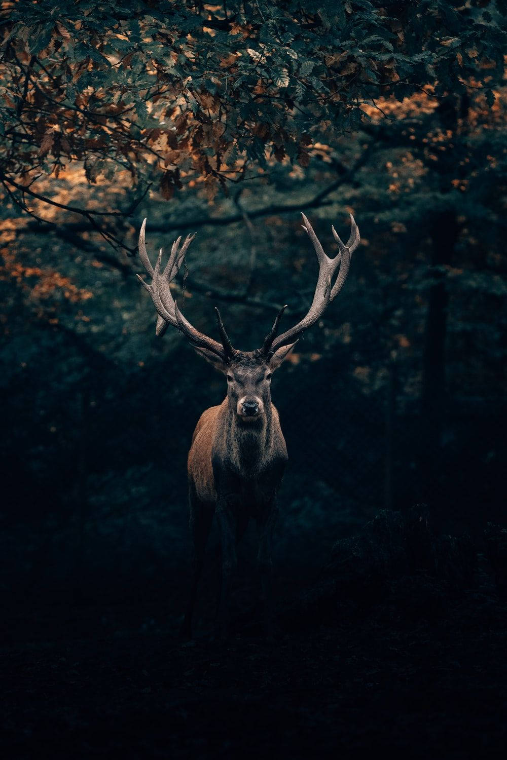 Big Buck Deer In The Dark Wallpaper