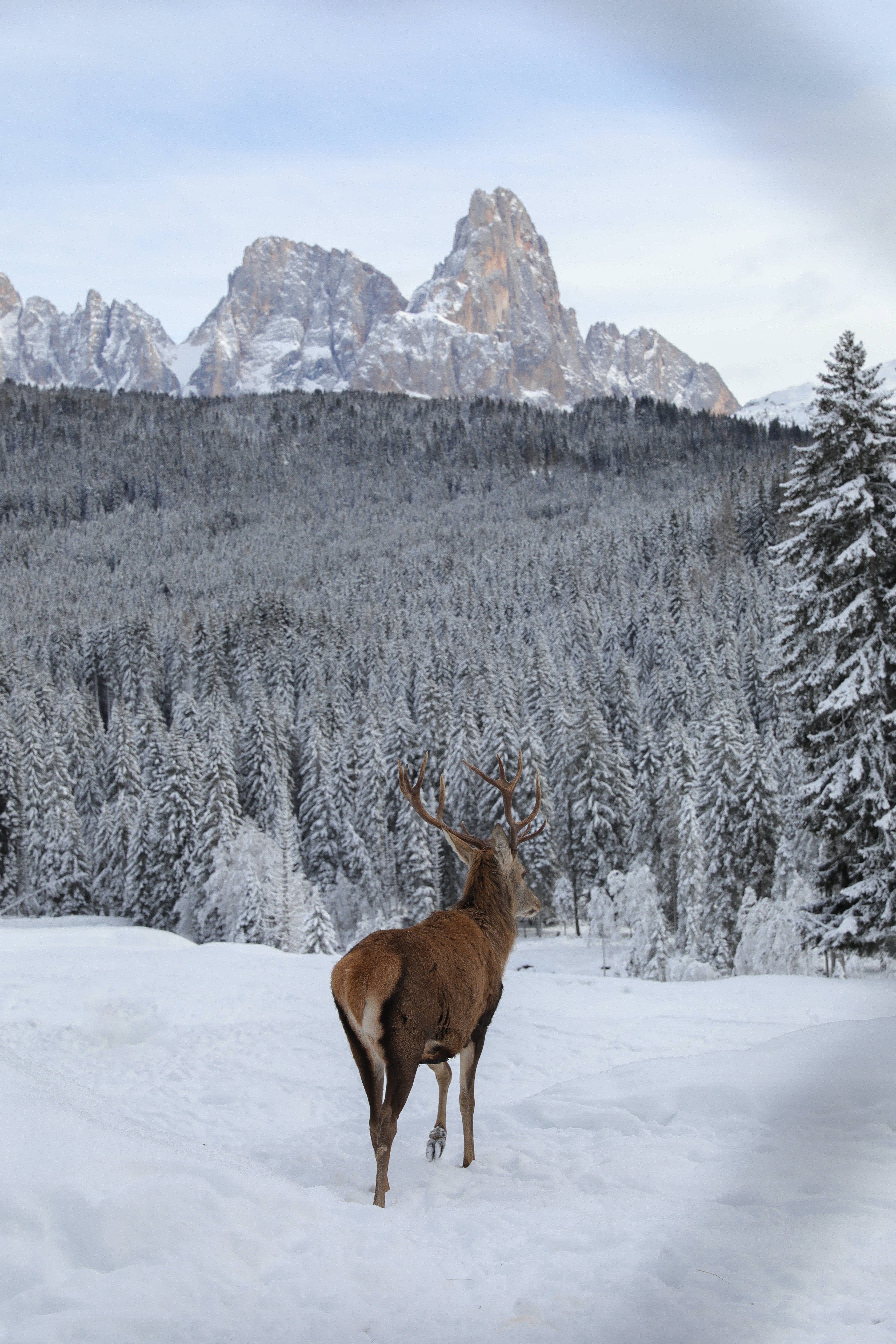 Big Buck Forest In Winter Wallpaper