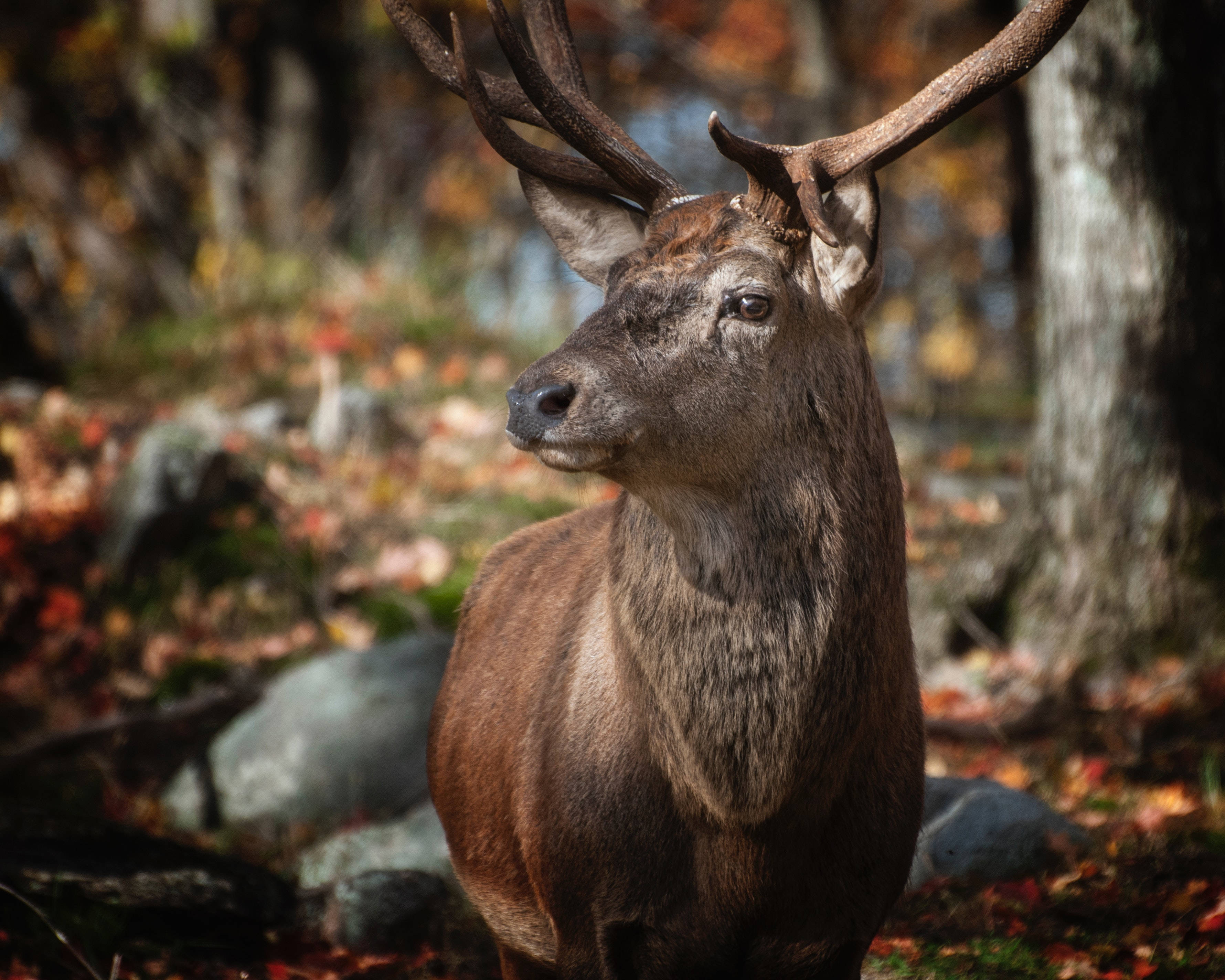 Big Buck Forest Wallpaper