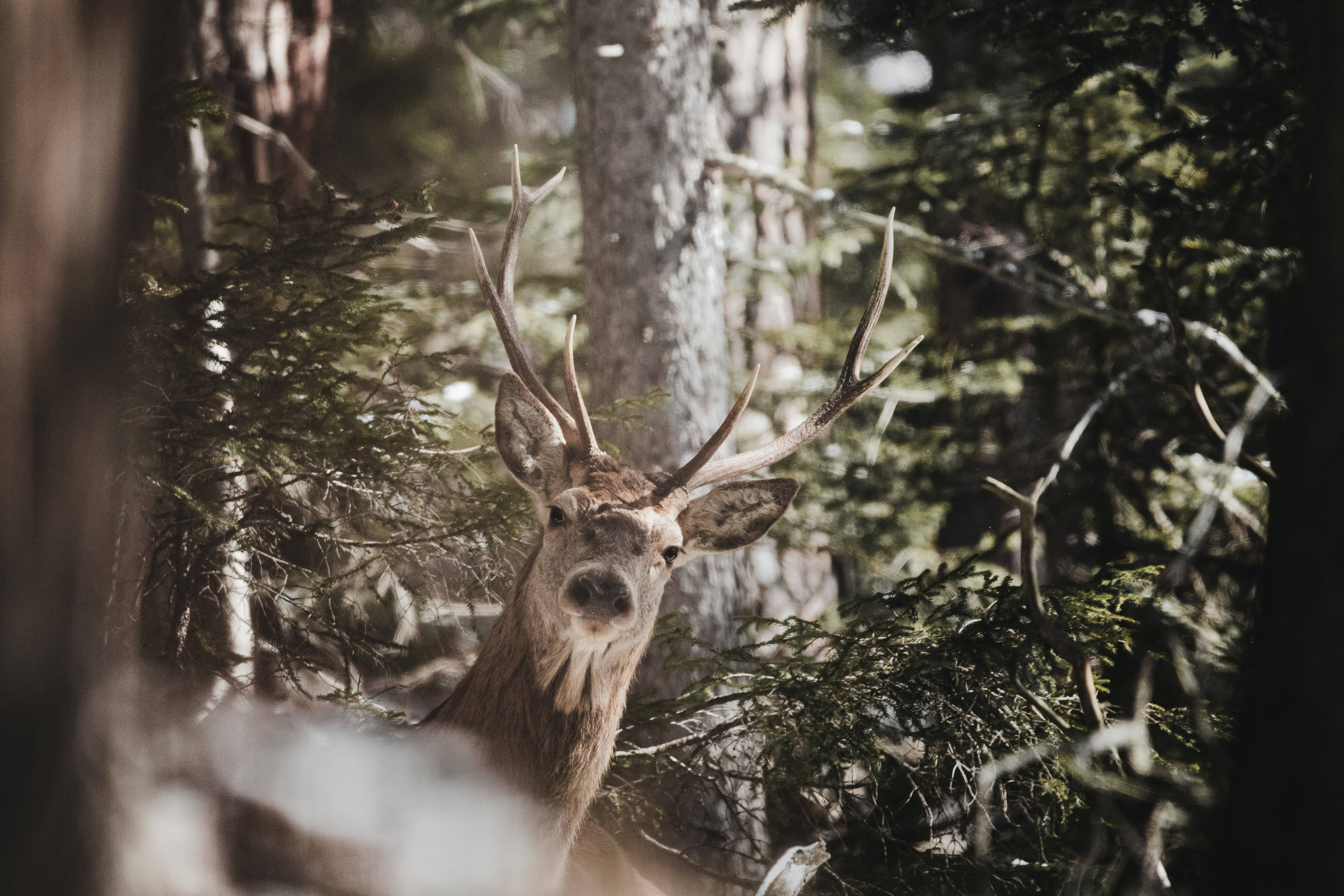 Big Buck Peeks Behind Trees Wallpaper