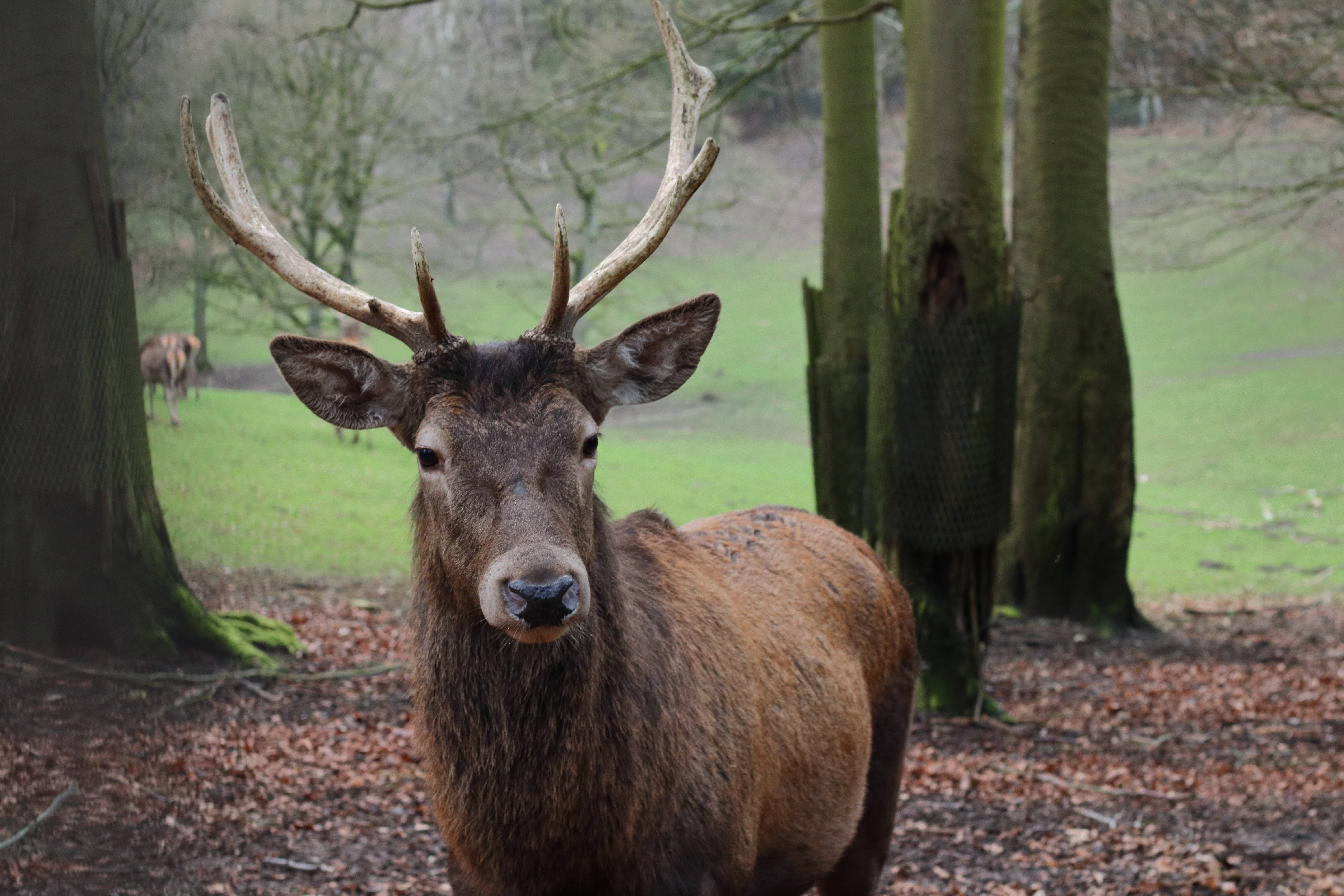 Big Buck Wet Soil Wallpaper