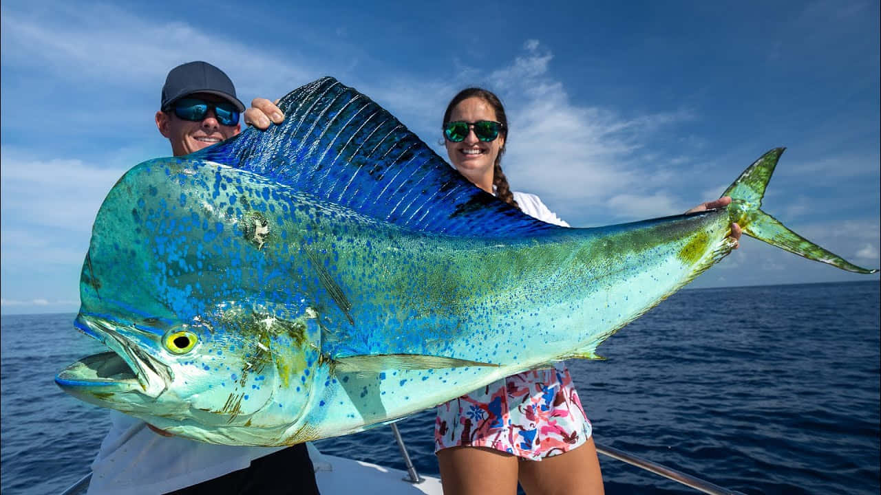Gulf Mahi Mahi Mahi Mai Fish KKSURC