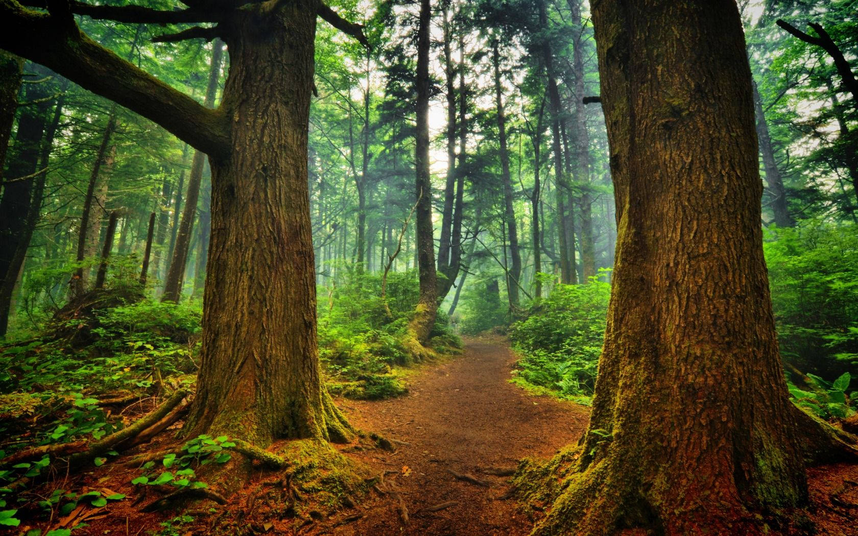 Big Forest Trees Wallpaper