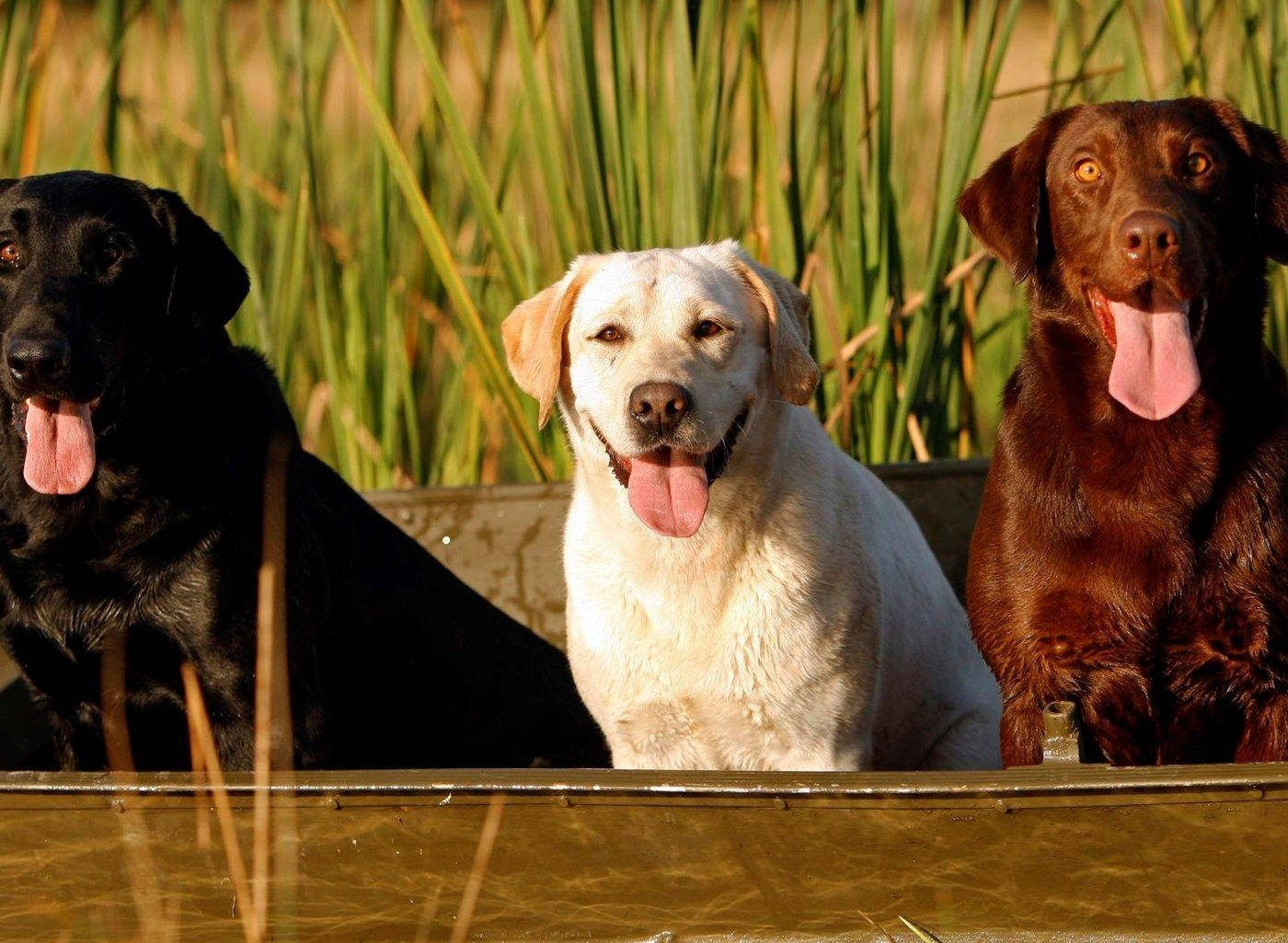 Big Labrador Dogs Wallpaper