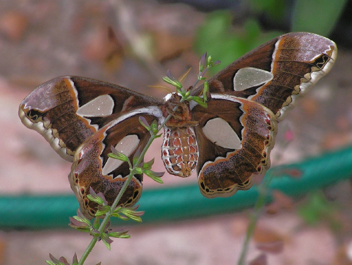 Big Rothschildia Orizaba Silkmoth Insect Wallpaper