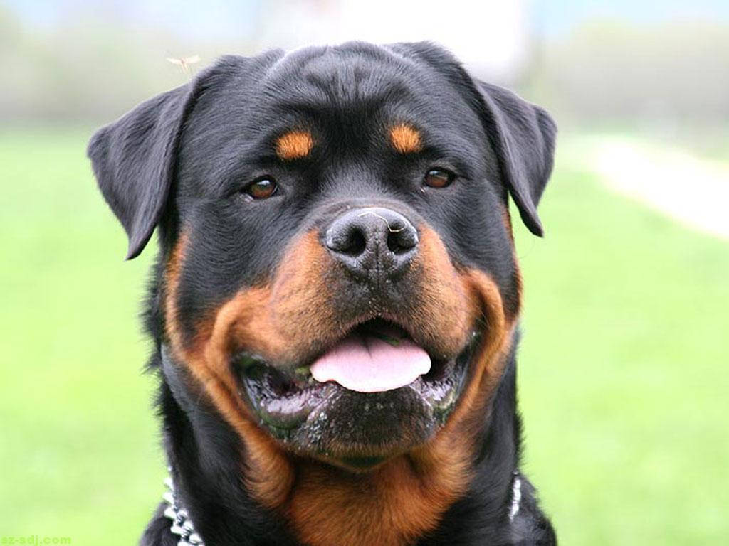 Big Rottweiler Dog Wallpaper