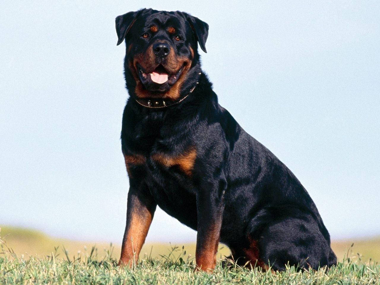 Big Rottweiler Dog Wallpaper