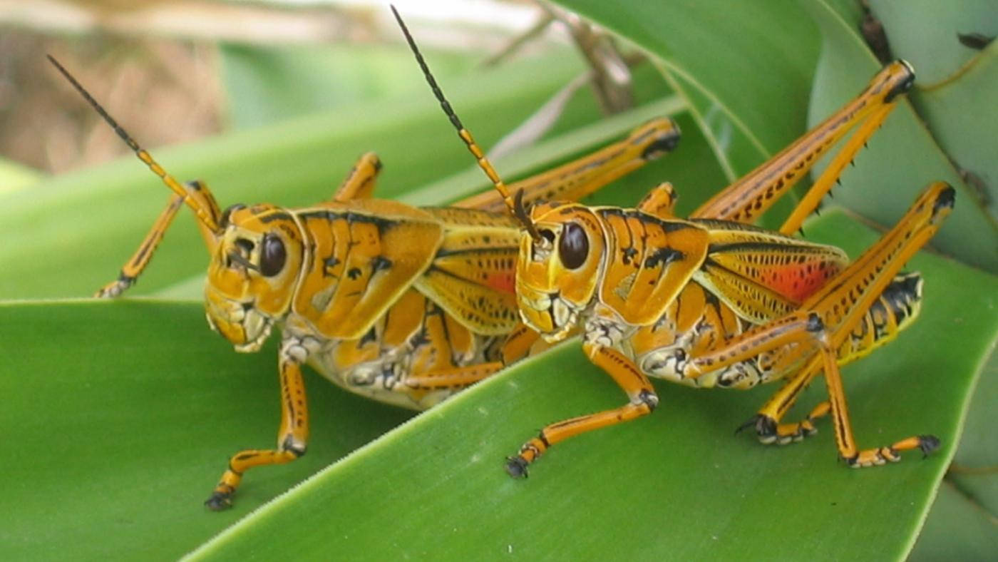 Big Small Brown Grasshopper Wallpaper