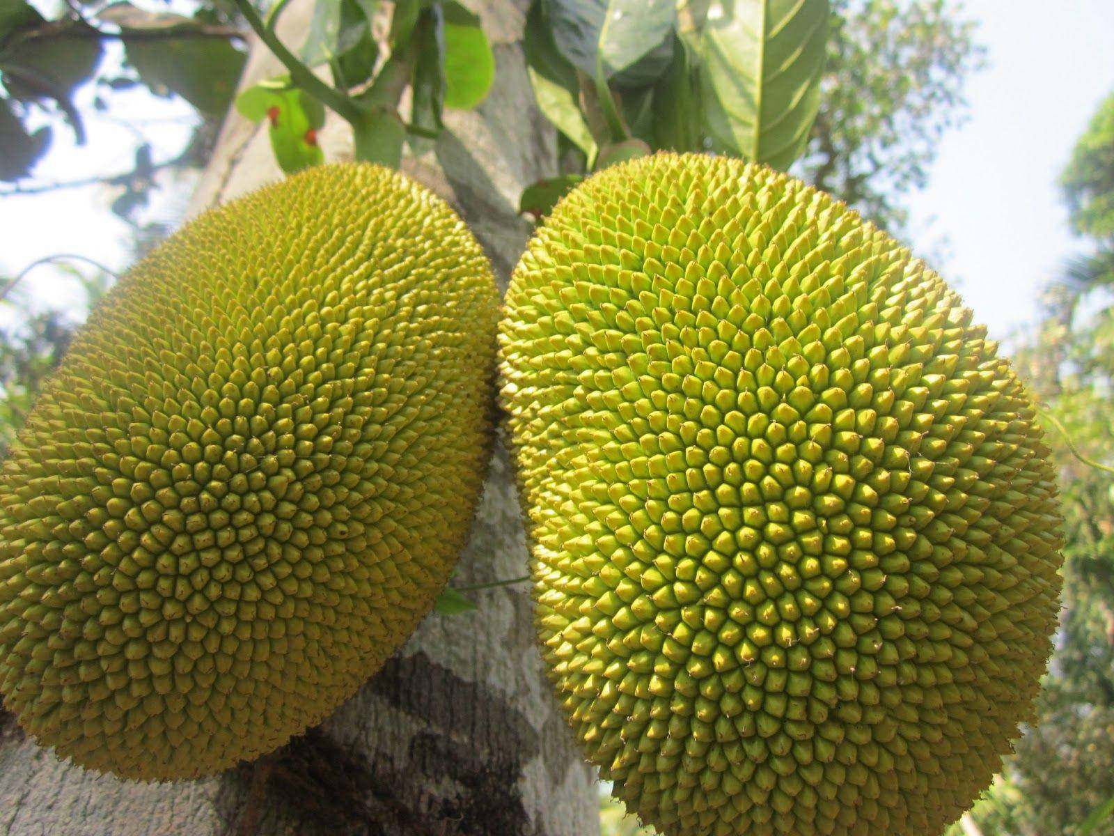 Big Unripe Jackfruit Wallpaper