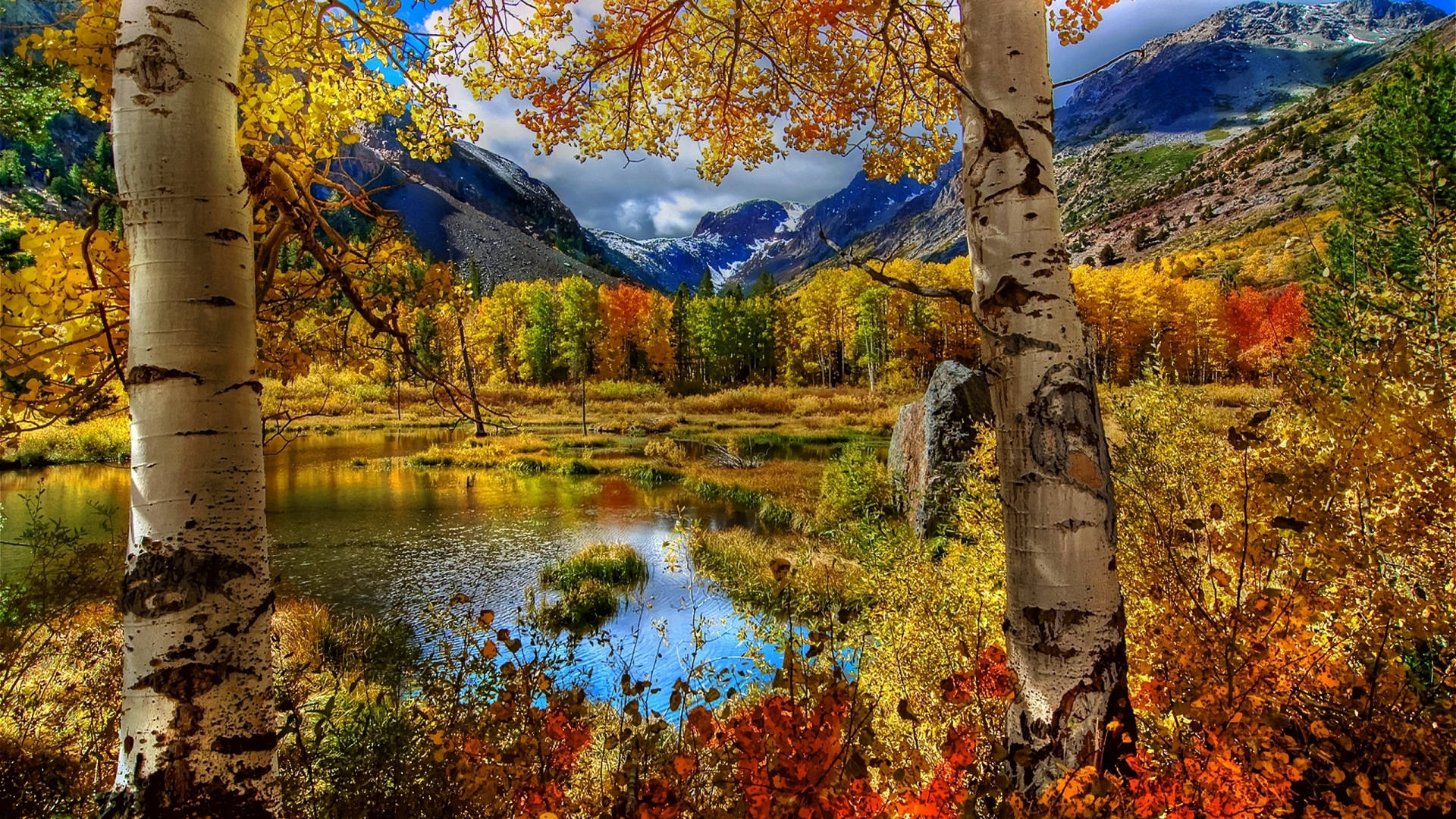 Birch Tree Forest Lake Mountain Wallpaper