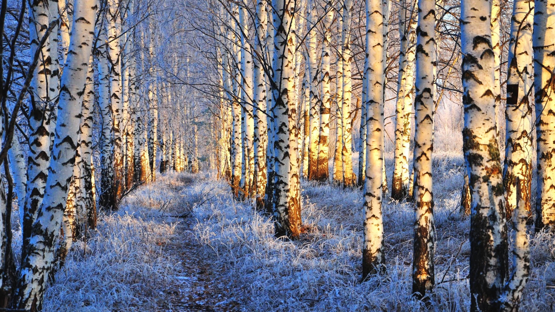 Birch Tree Winter Snow Nature Wallpaper