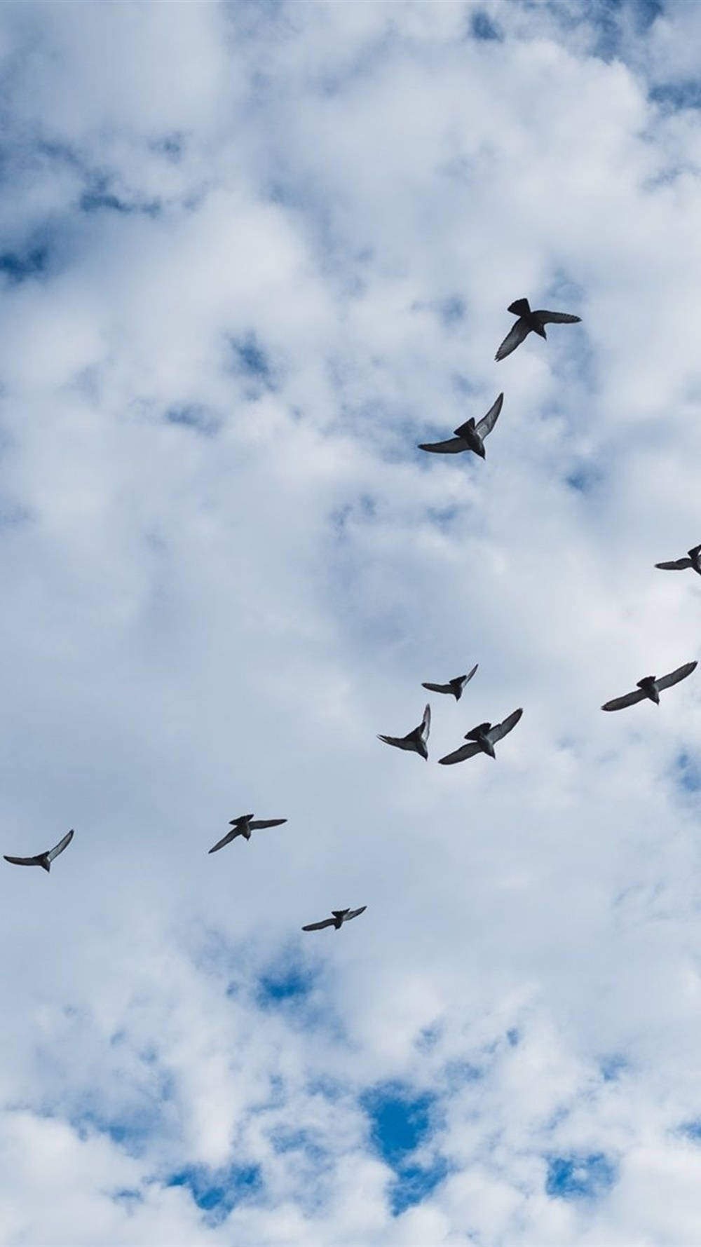 Birds Flying Over The Cumulus Clouds Wallpaper