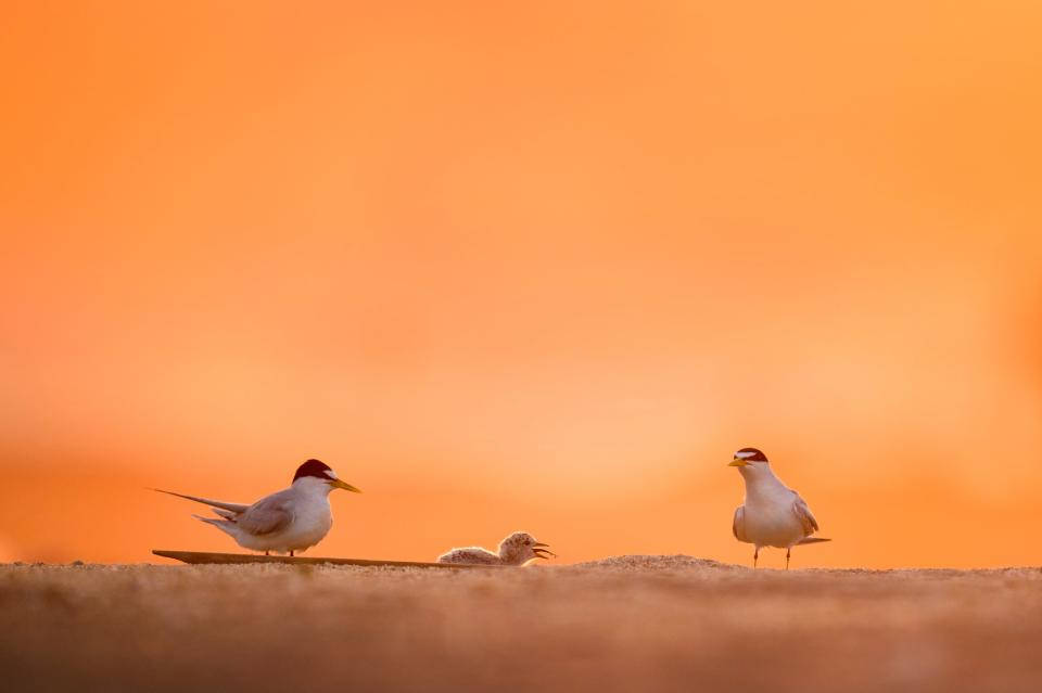 Birds In Nature Orange Sky Wallpaper