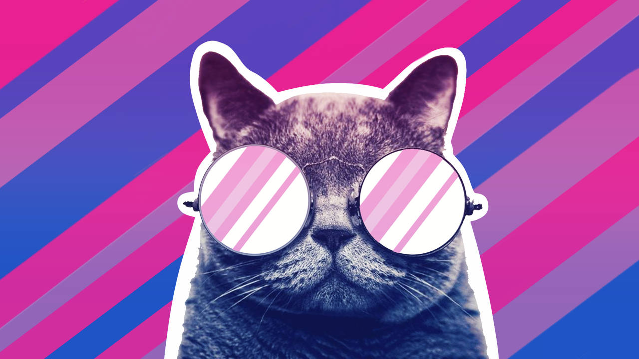 Bisexual Cat With Sunglasses Wallpaper