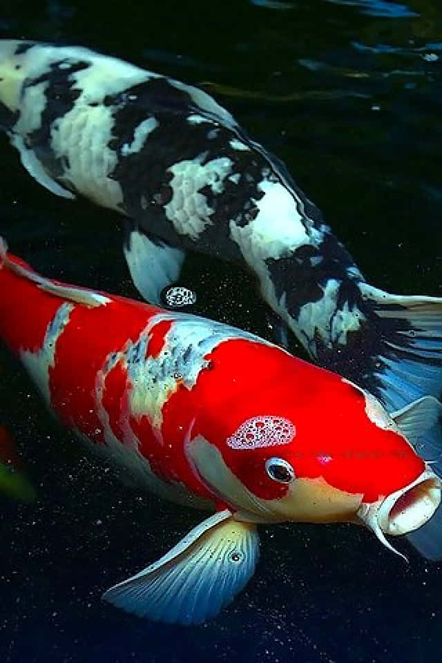 Black And Orange Live Koi Fish Wallpaper