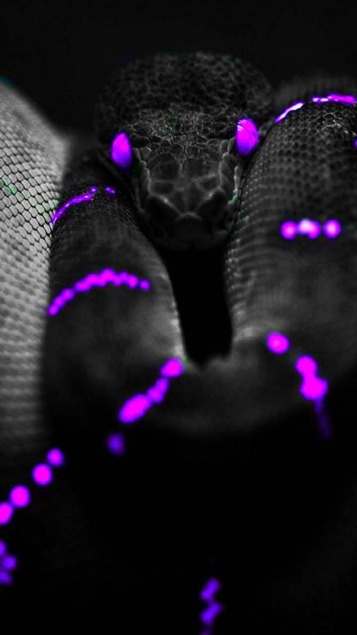 Black And Purple Aesthetic Snake Wallpaper
