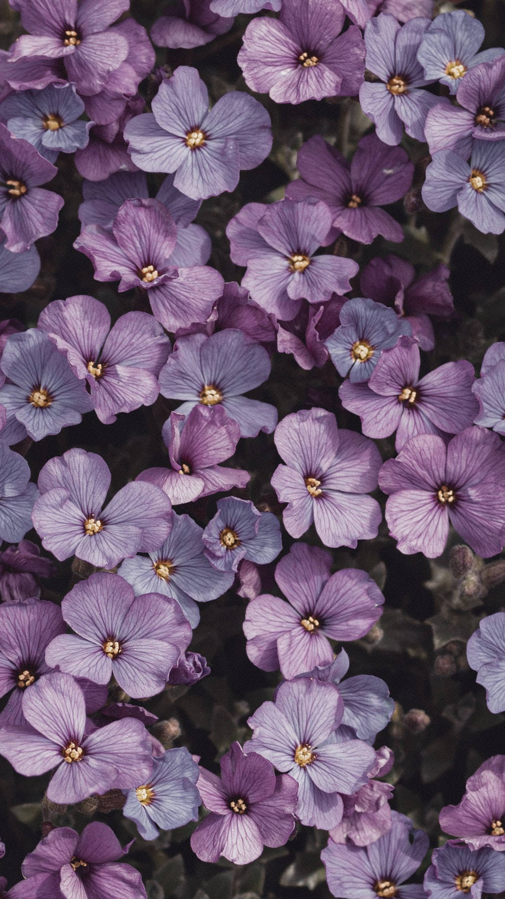 Black And Purple Aesthetic Violets Wallpaper
