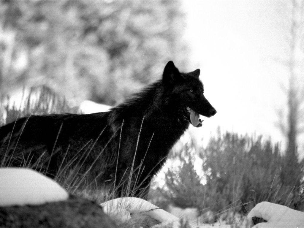 Black And White Cool Black Wolf In Grass Wallpaper