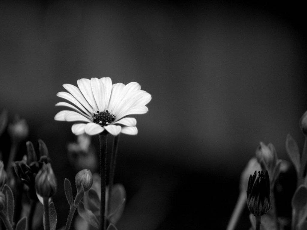 Black And White Flower Many Buds Wallpaper