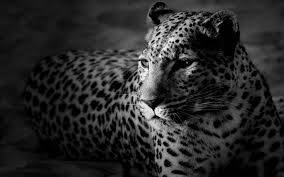 Black And White Hd Cheetah Wallpaper