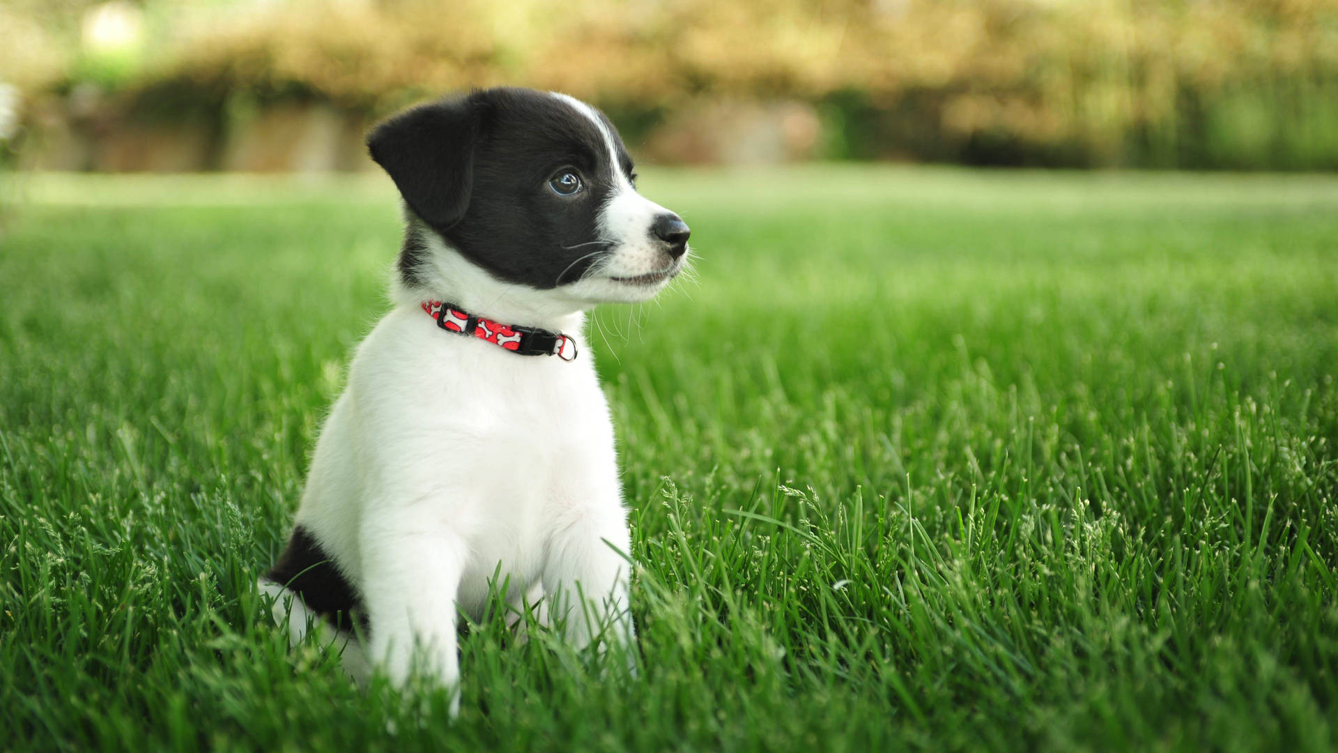 Black And White Jack Russel Baby Dog Wallpaper