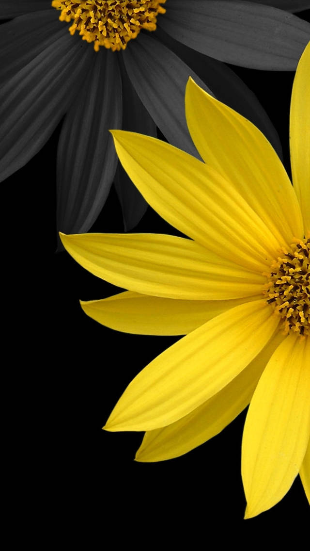 Black And Yellow Flower Iphone Wallpaper