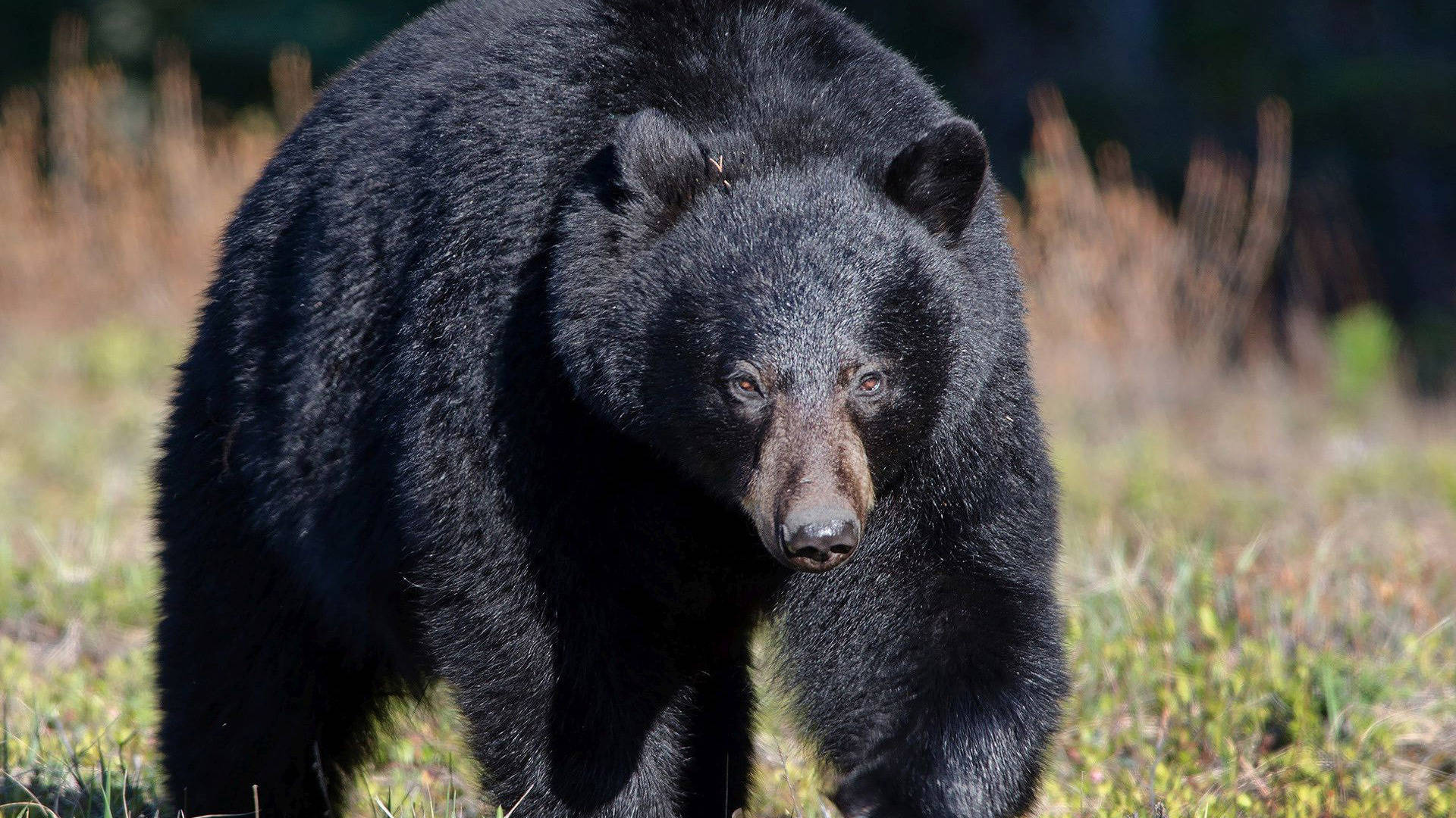 Black Bear Four Legs Walking Wallpaper