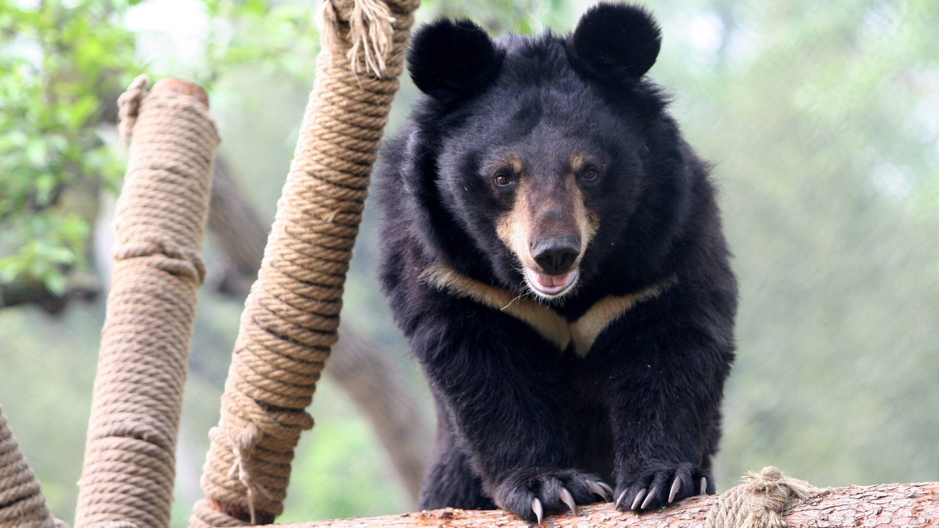 Black Bear Jumping On Rope Log Wallpaper