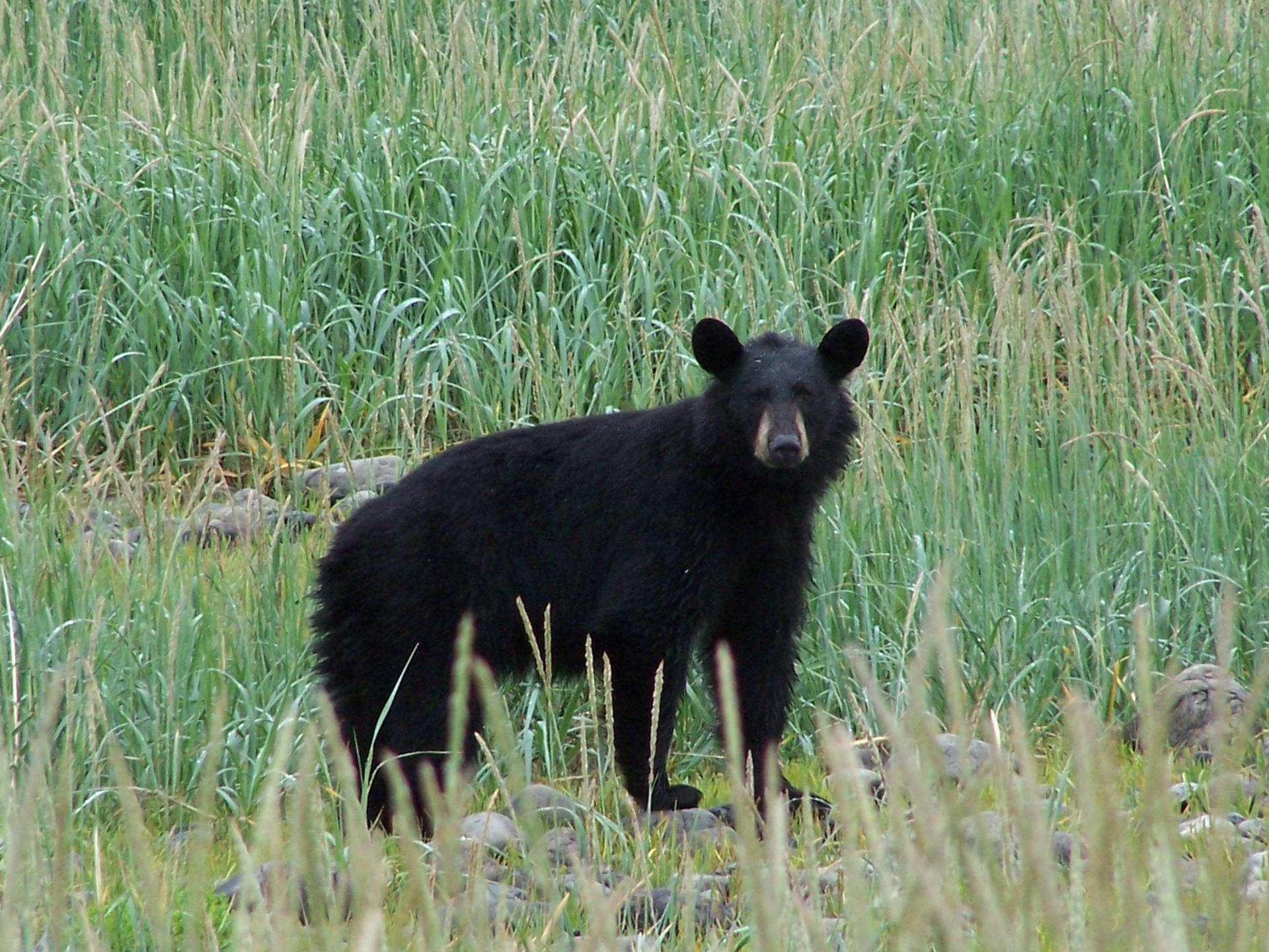 Black Bear Perky Ears Wallpaper