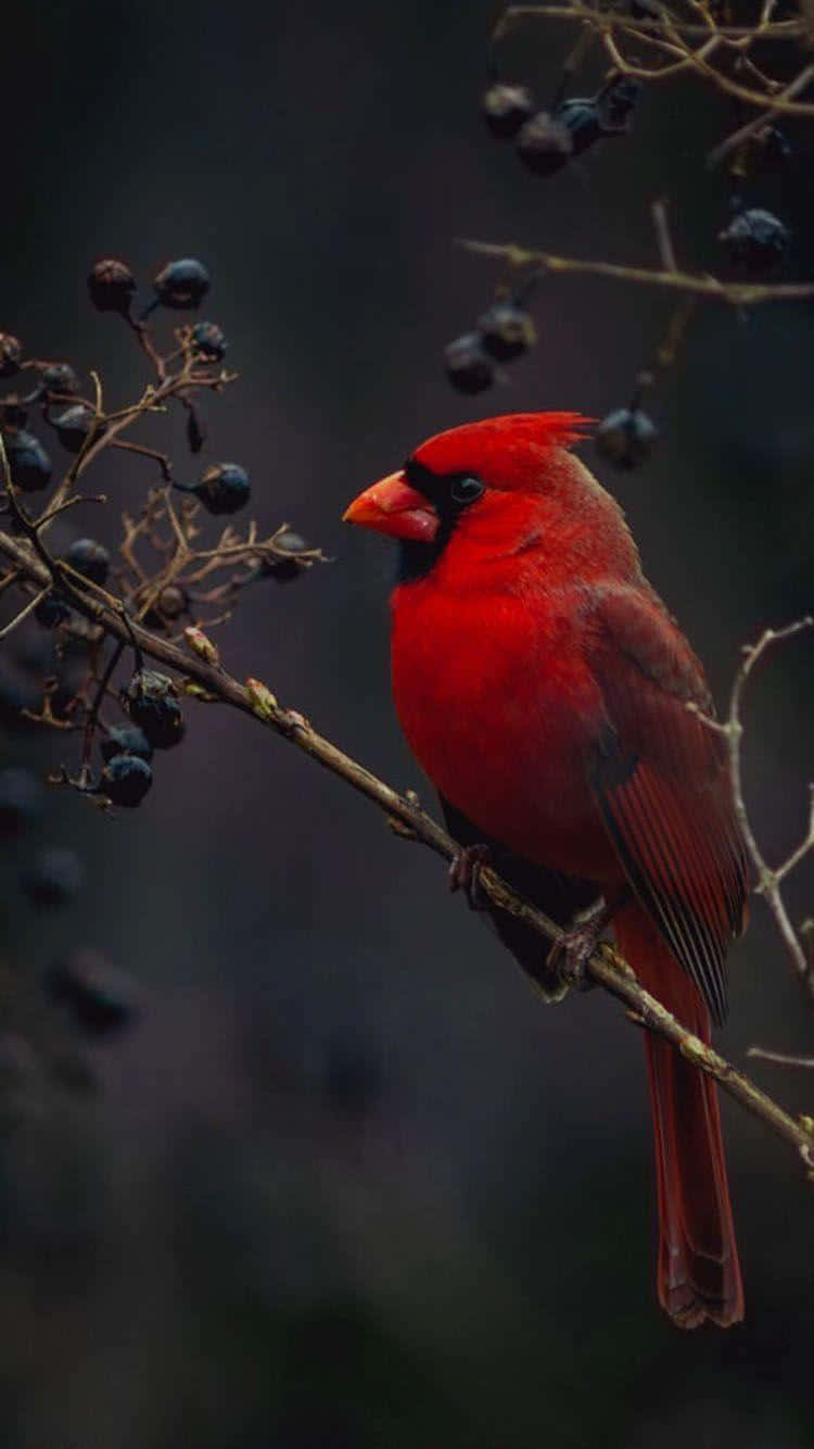 Black Berry-eating Bird Iphone Wallpaper