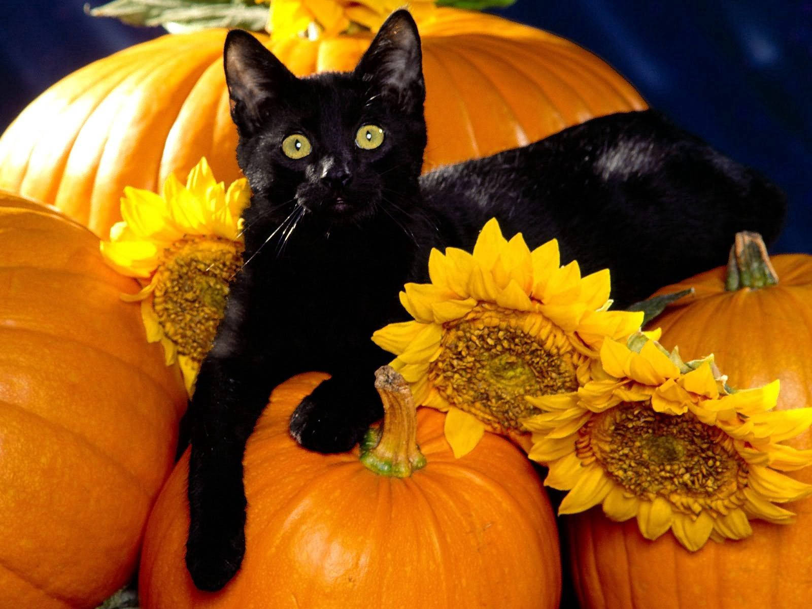 Black Cat On Pumpkins Wallpaper