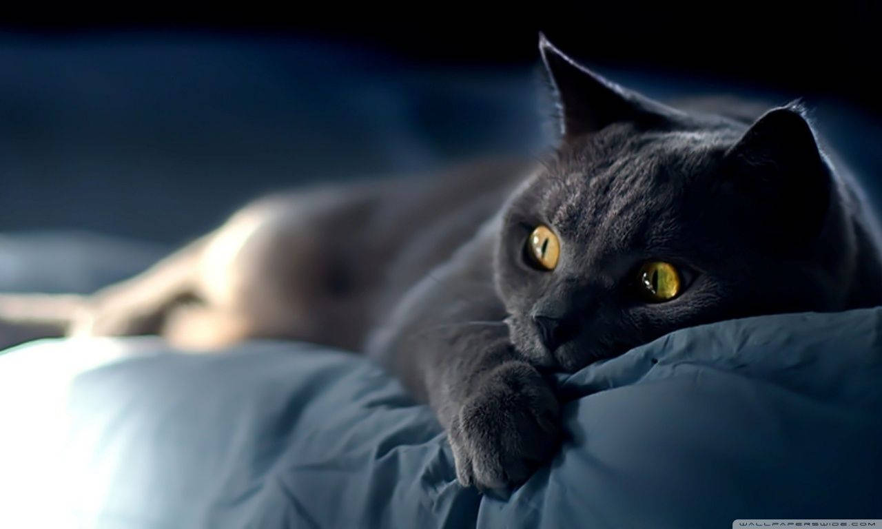Black Cat Wide Eyes Wallpaper