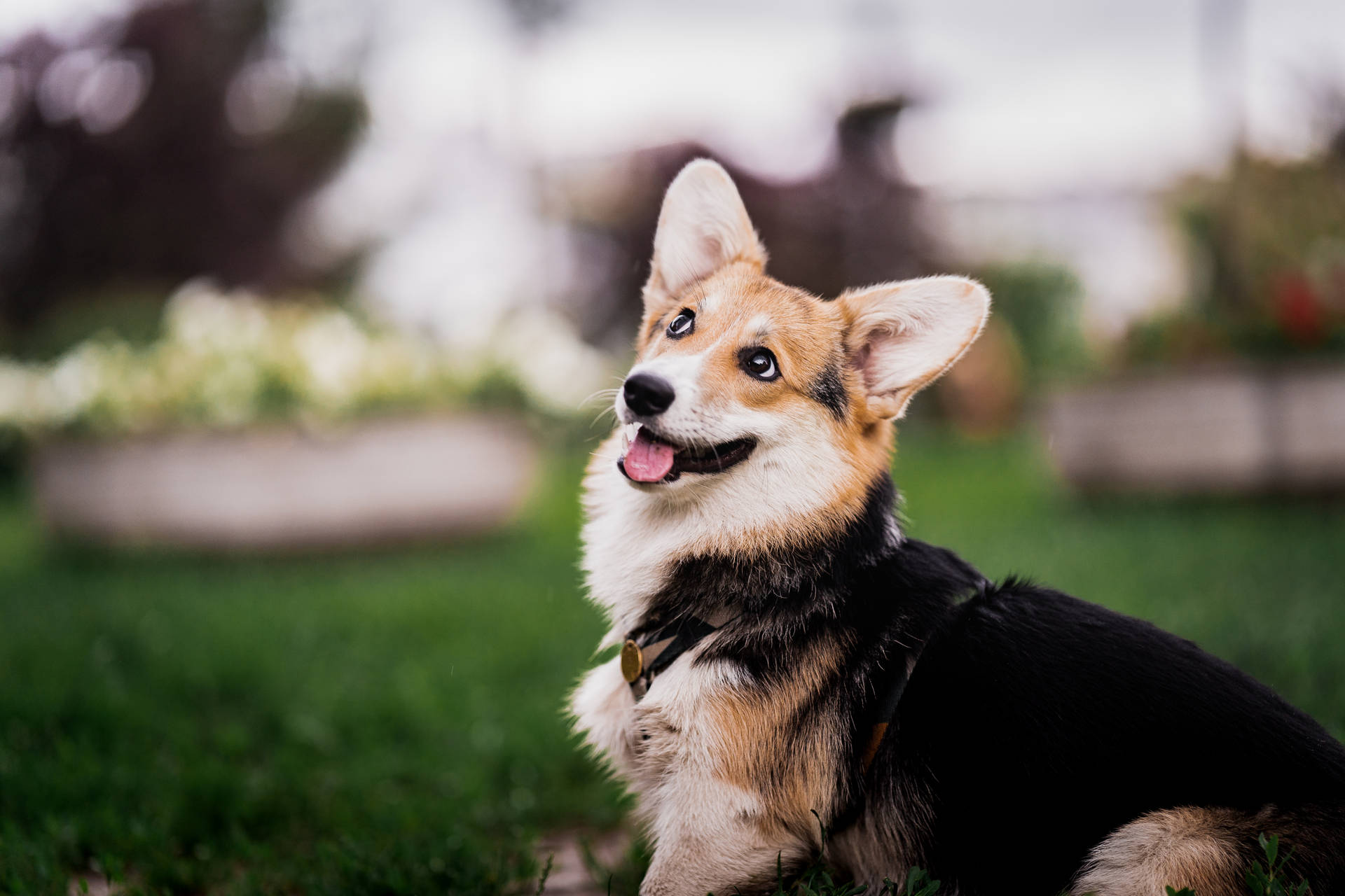 Pets Dog Corgi - Free photo on Pixabay - Pixabay