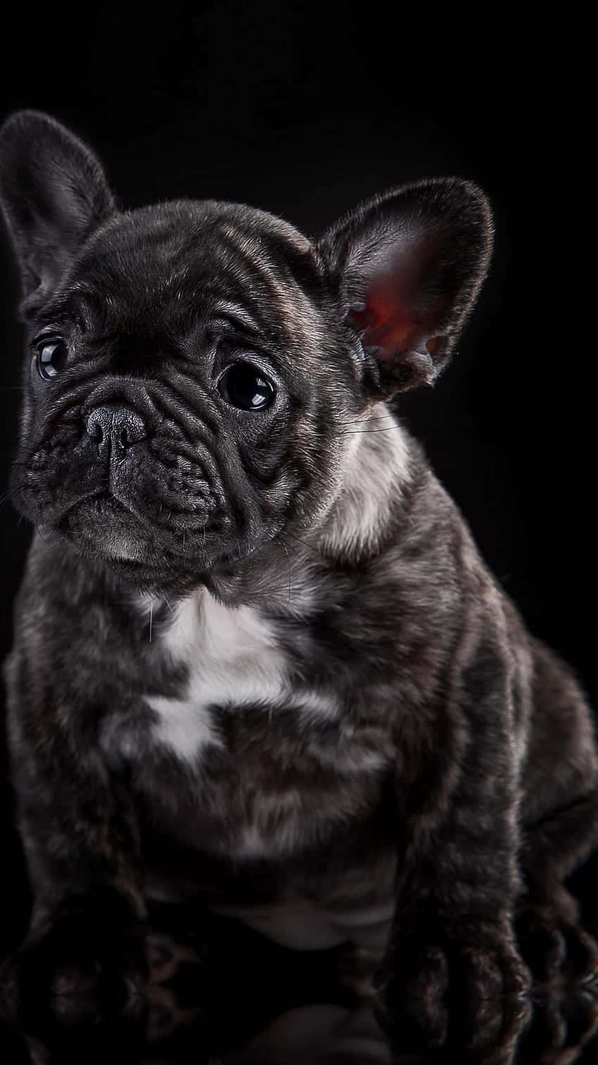 Black French Bulldog Teary-eyed Sad Face Wallpaper