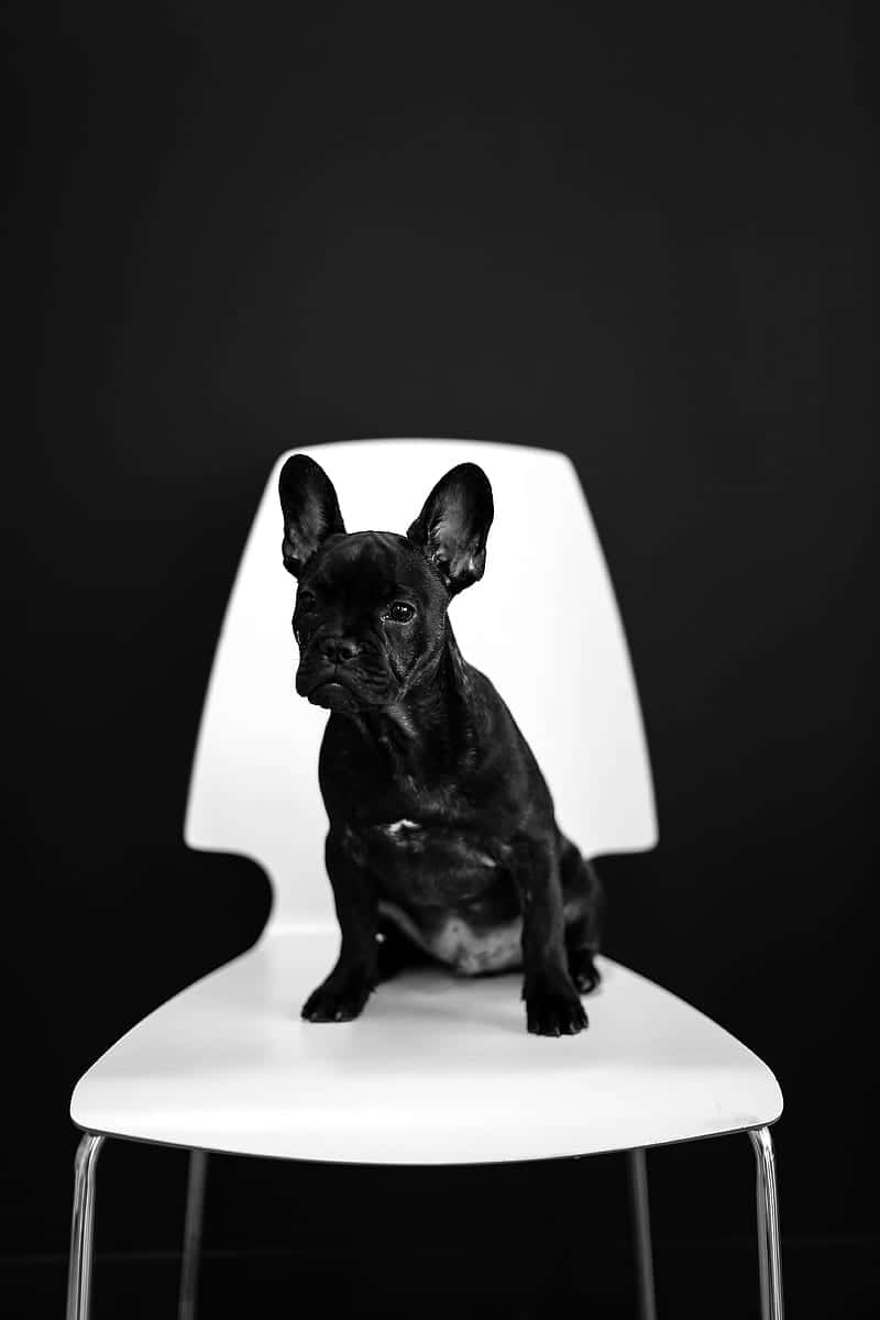 Black French Bulldog White Stool Chair Wallpaper