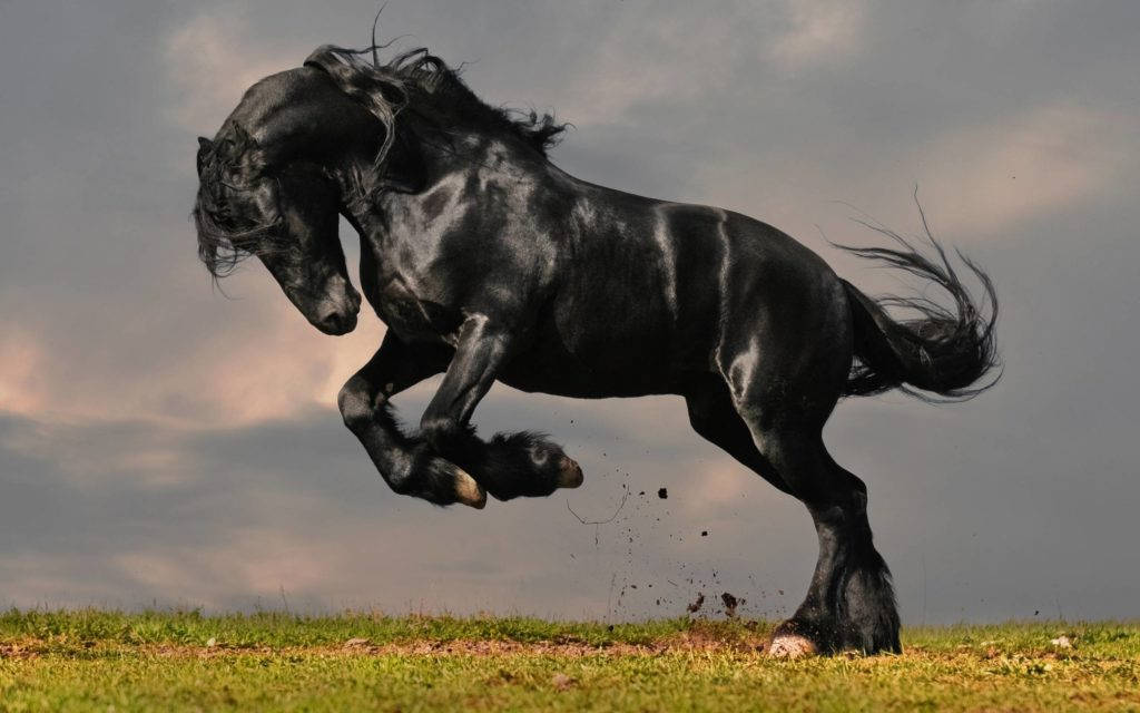 Black Horse Hd Wallpapers | Download Black Horse Images | Cool . Wallpaper