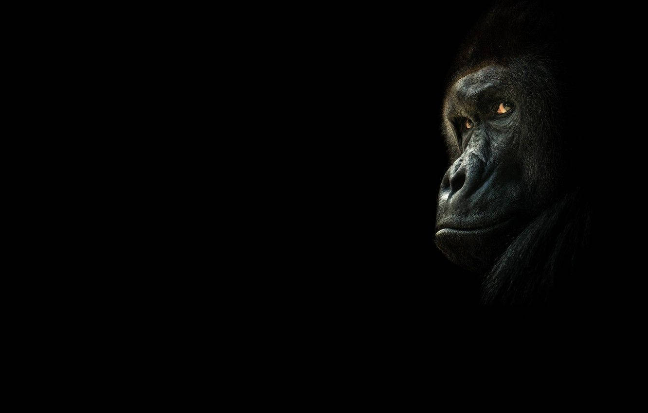 Black Monkey Hiding In Black Background Wallpaper