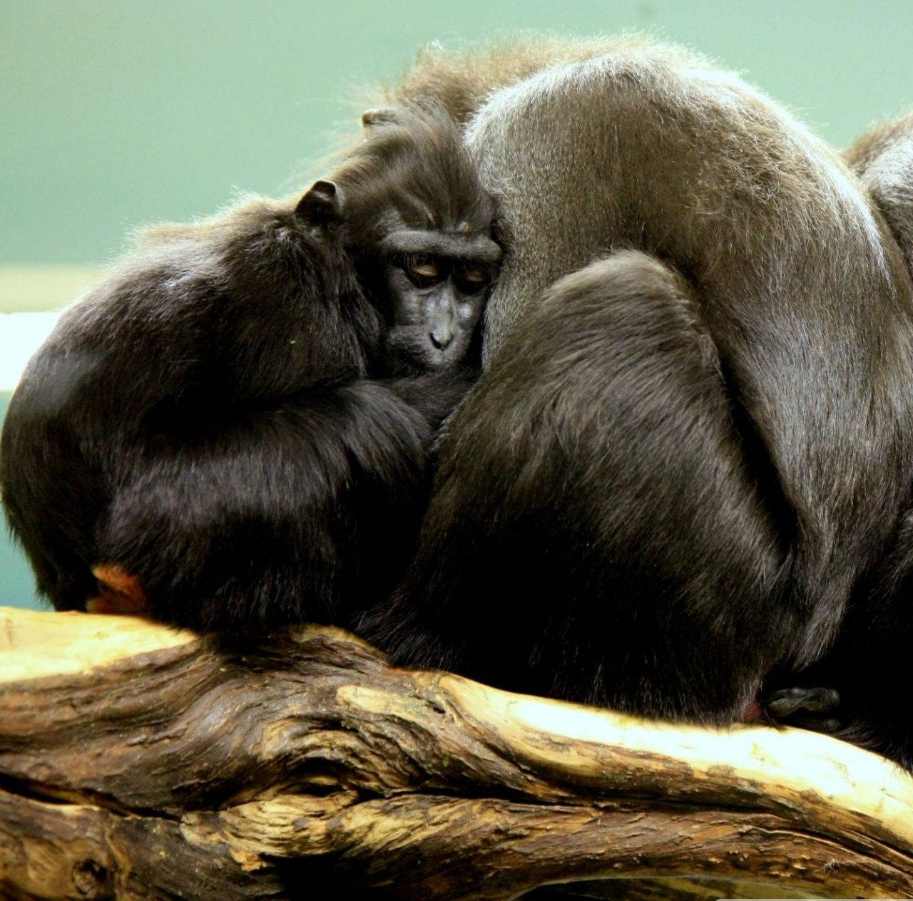 Black Monkey Hugging Group Of Monkeys Wallpaper